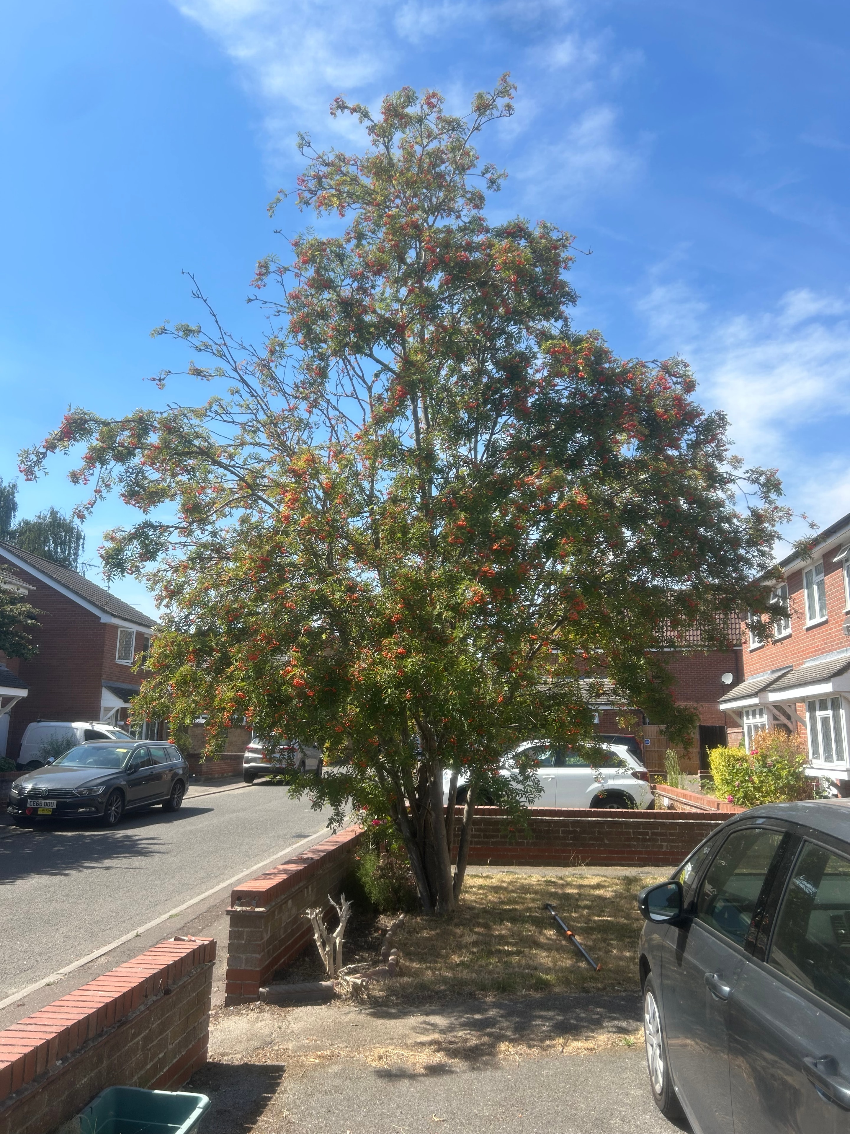 Large street tree before removal by S&S Tree Services