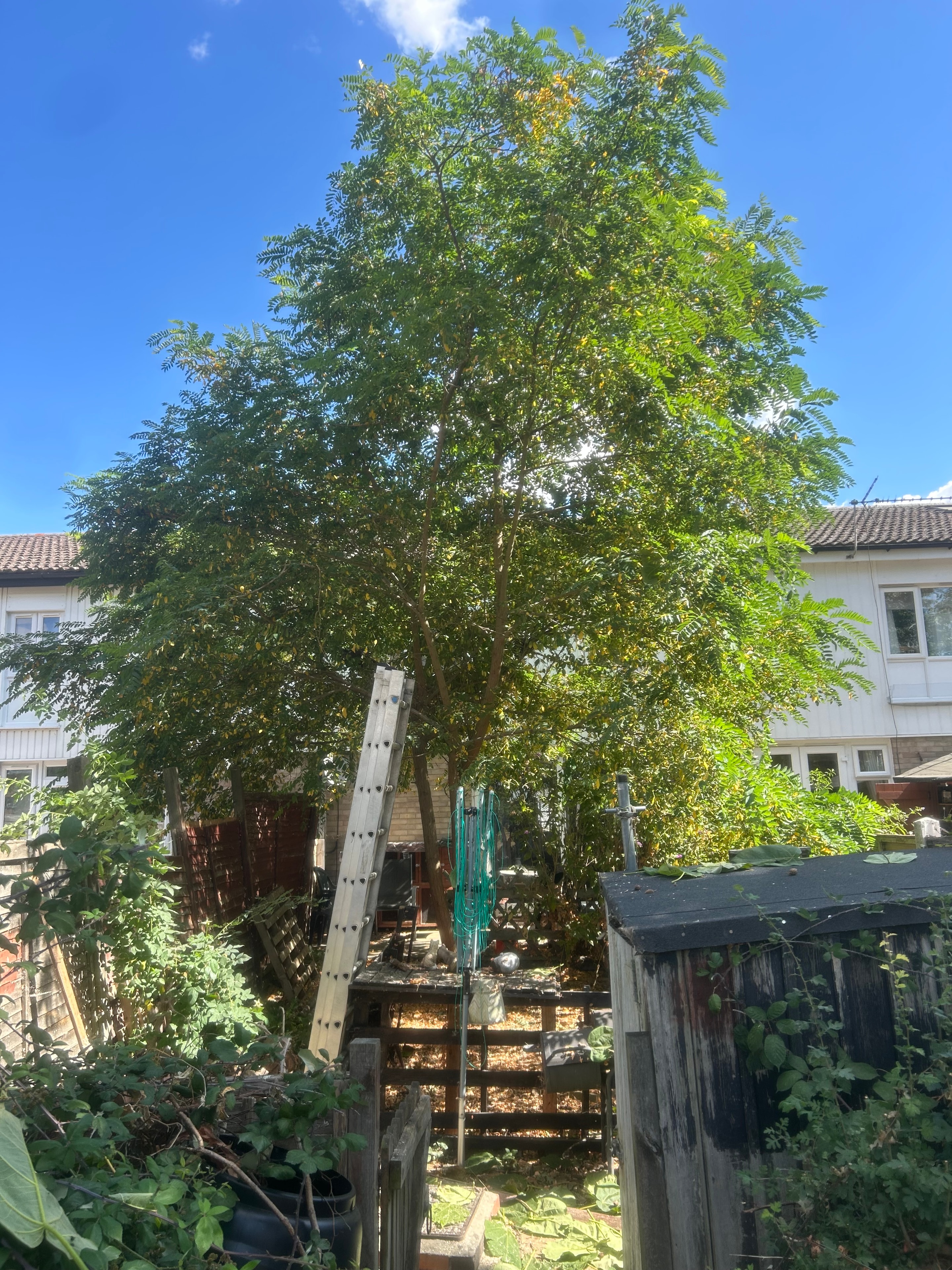 Overgrown tree in back garden before removal by S&S Tree Services