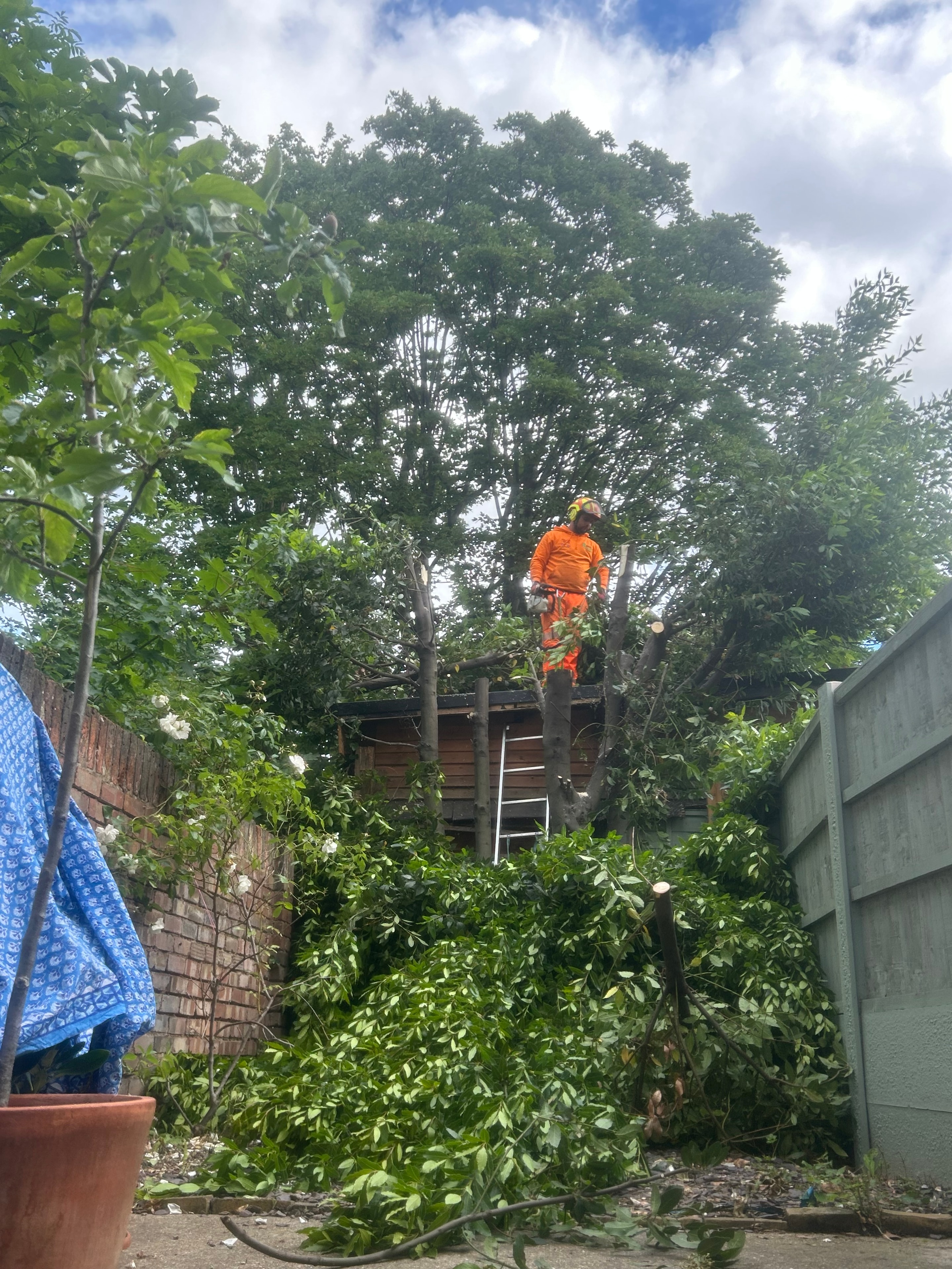 Tree surgeon up in the canopy mid-job, S&S Tree Services