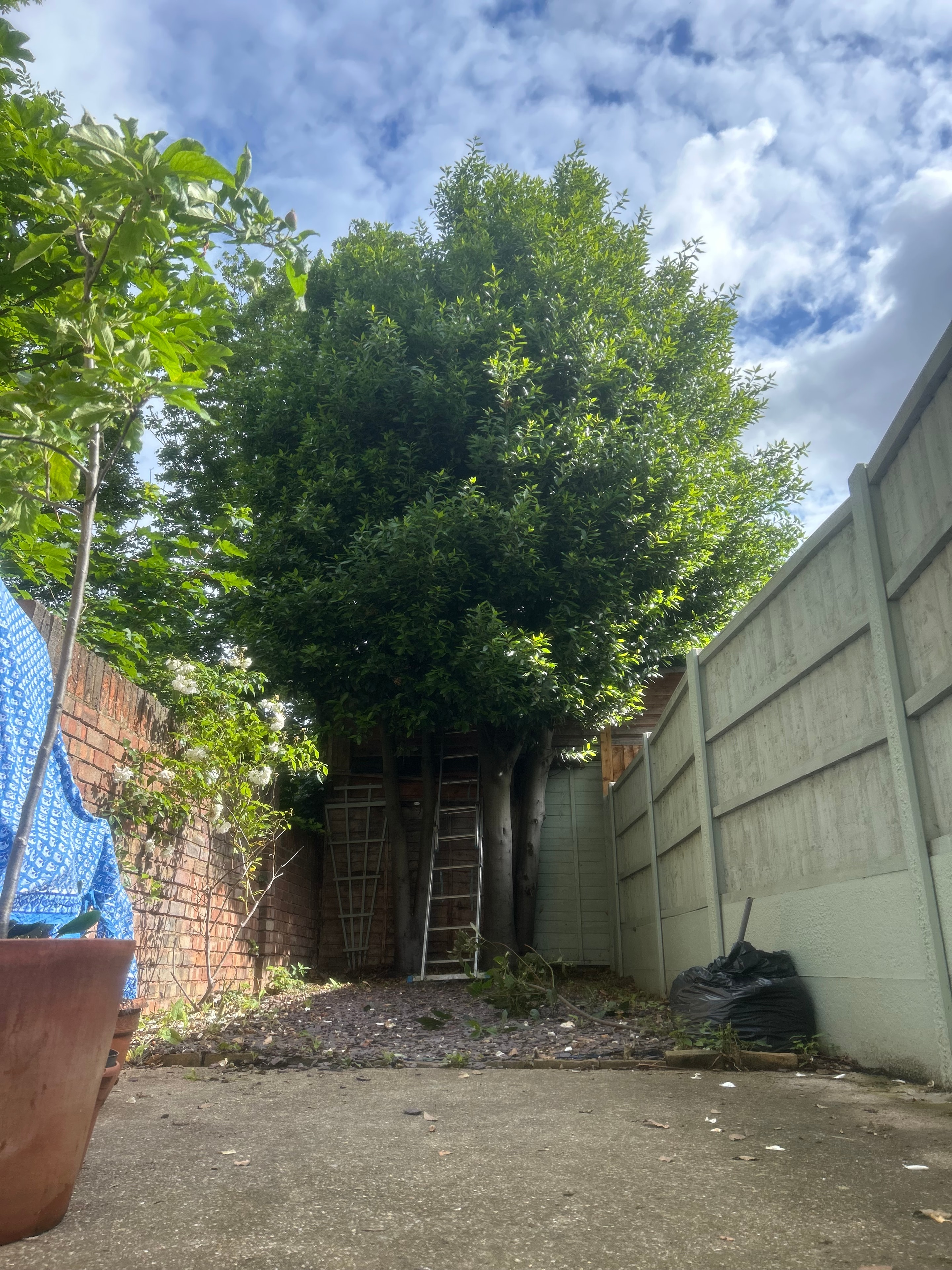 Large tree standing before felling by S&S Tree Services