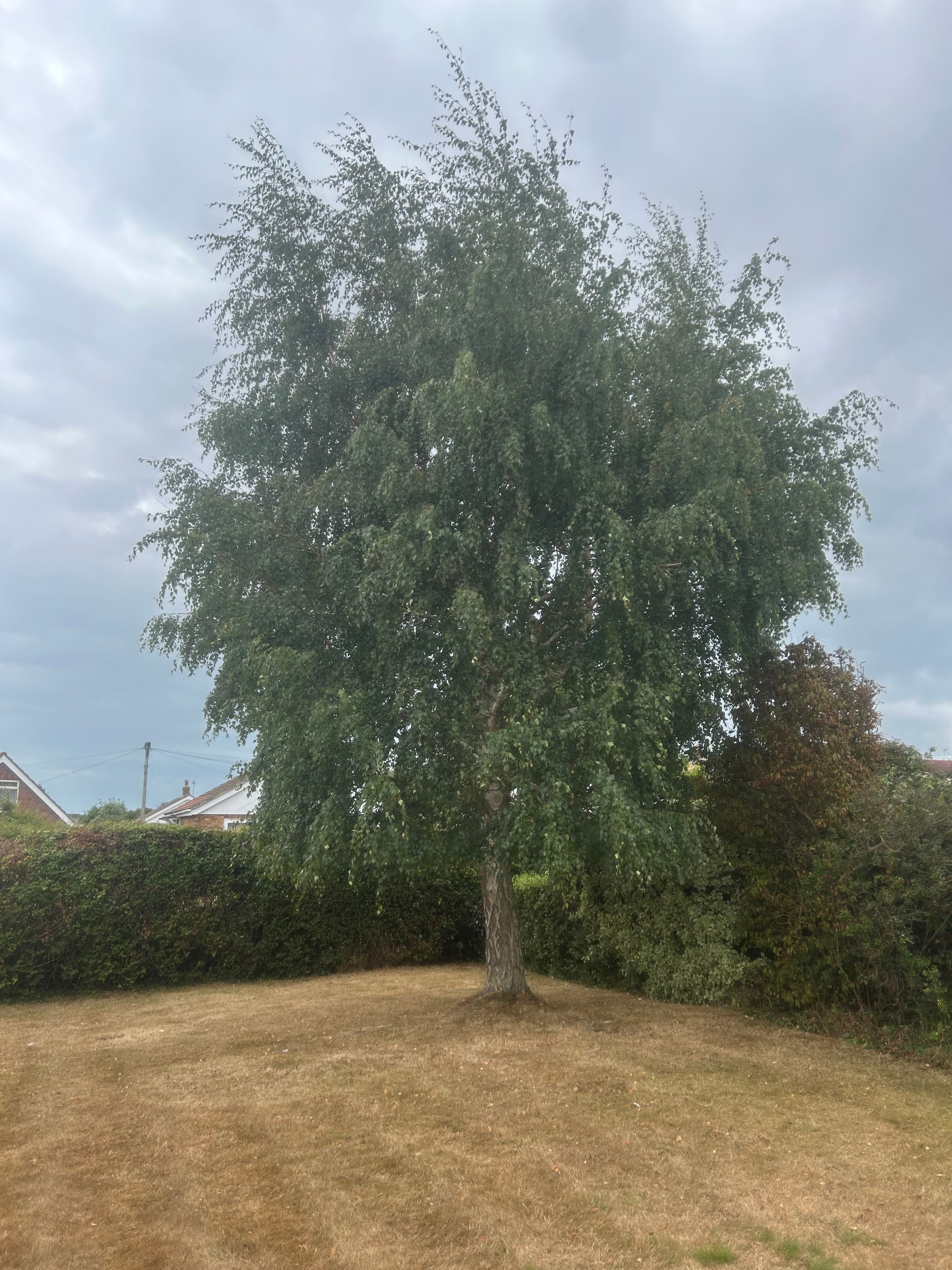 Tree before crown reduction by S&S Tree Services