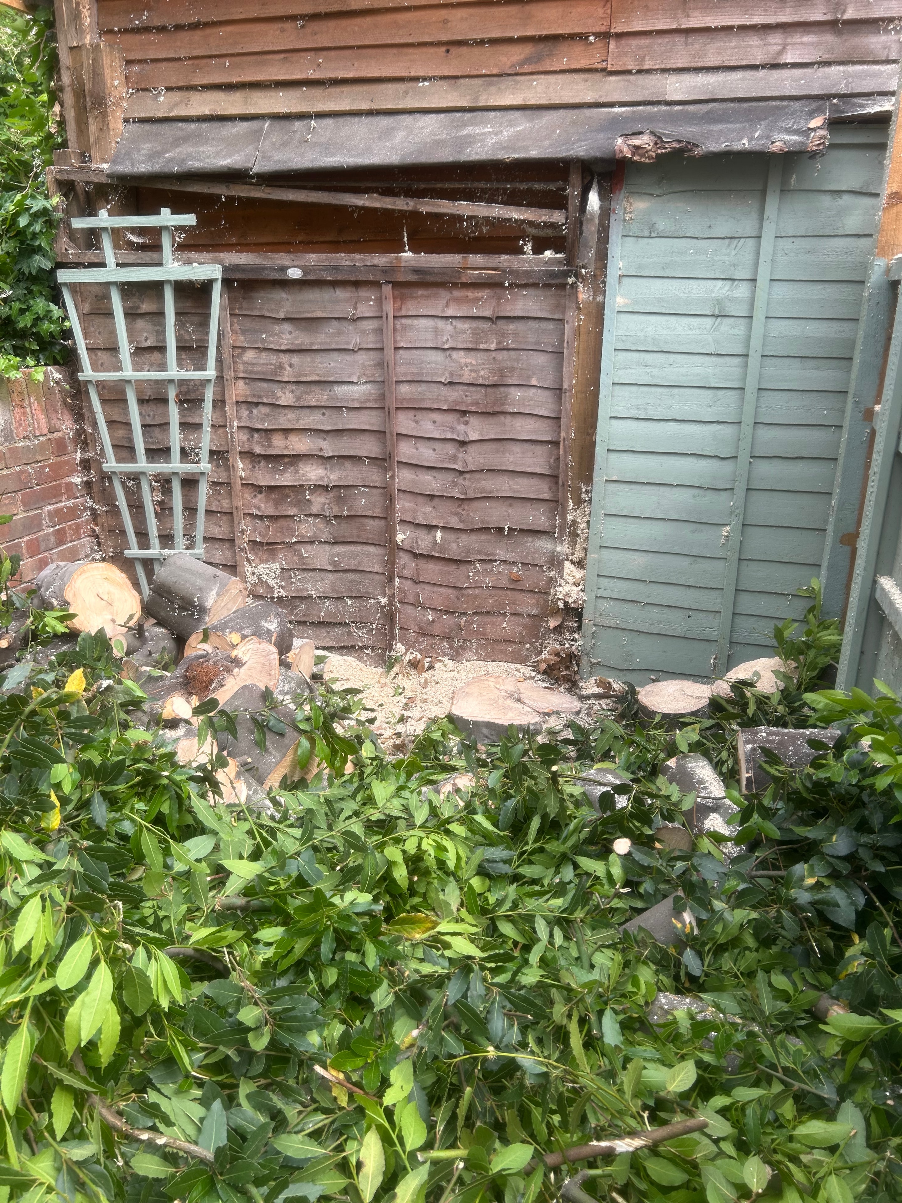 Tree fully felled and logs cut up on site by S&S Tree Services