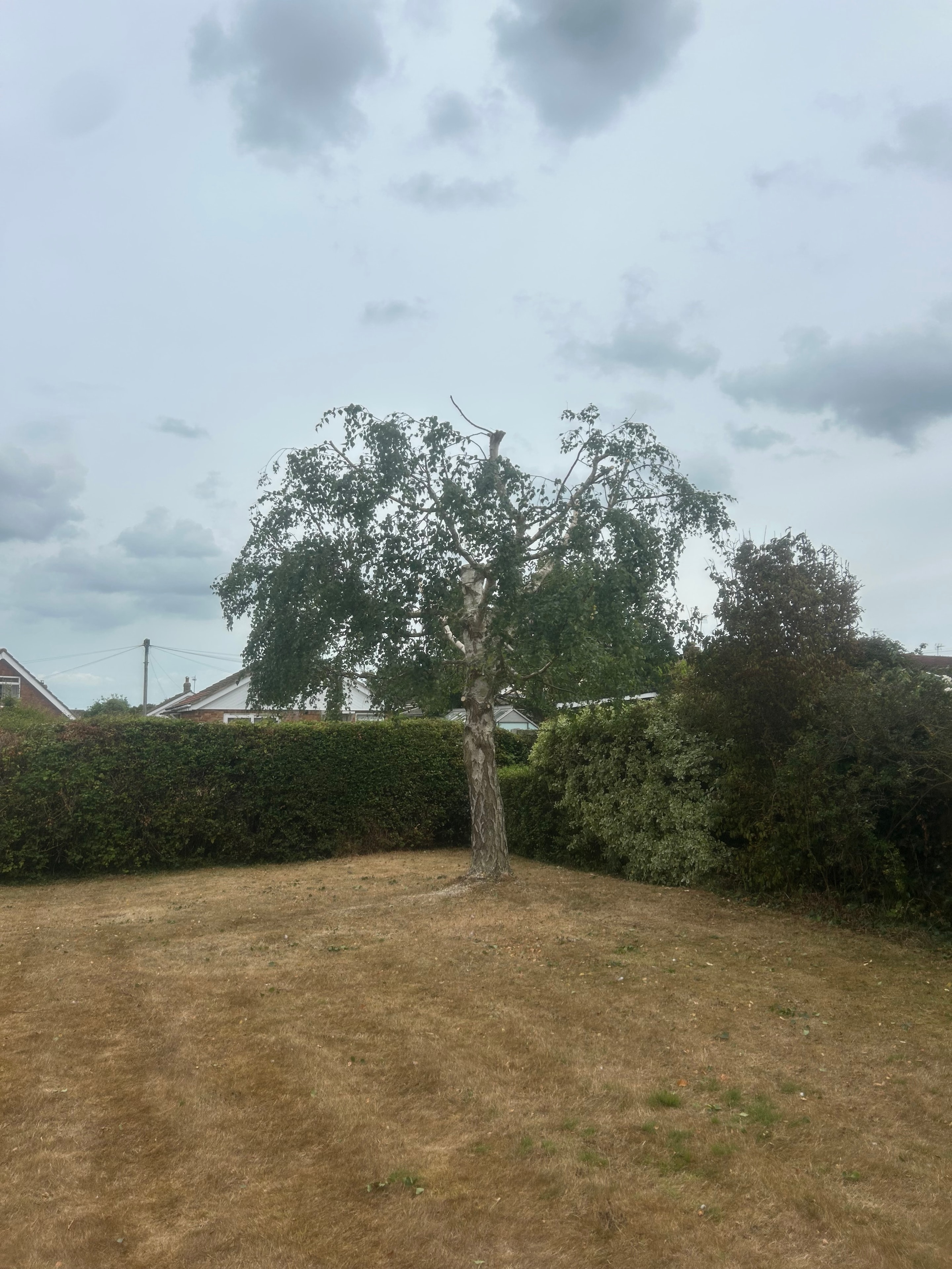 Tree after crown reduction by S&S Tree Services